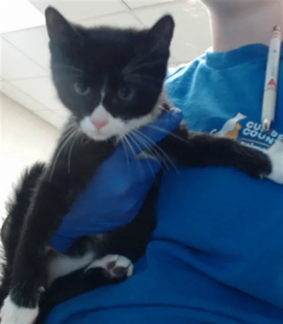 Adoptable Cat