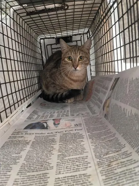 Adoptable Cat