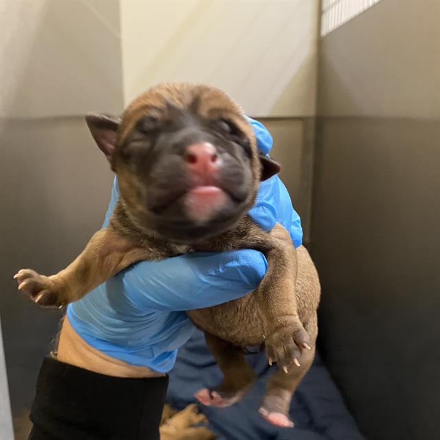 Adoptable Dog
