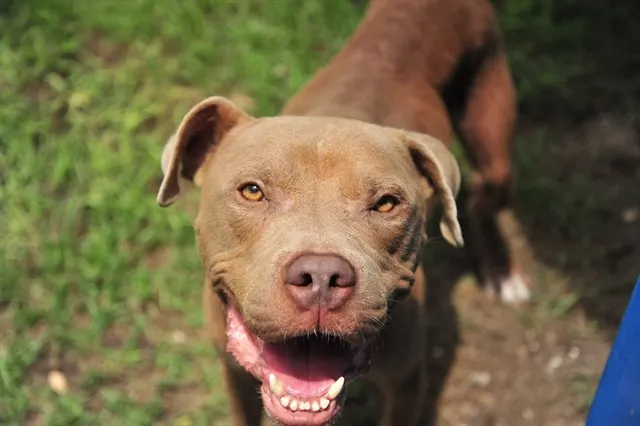 Chico