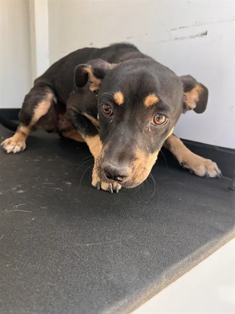 Adoptable Dog