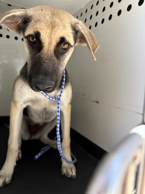 Adoptable Dog