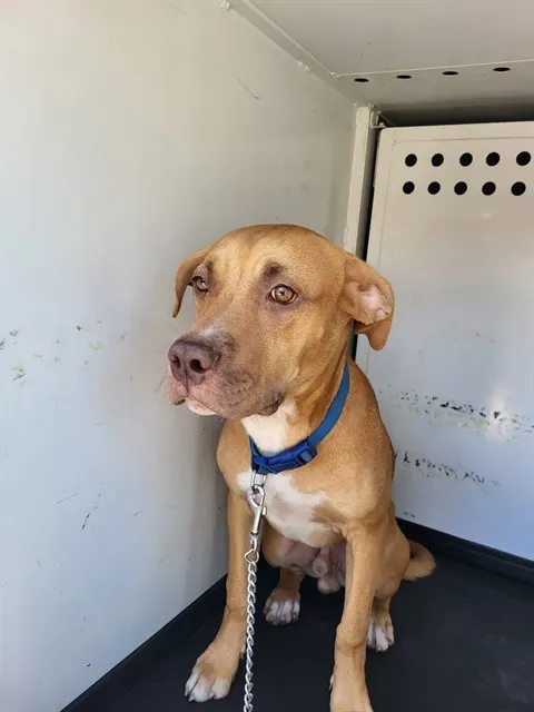 Adoptable Dog