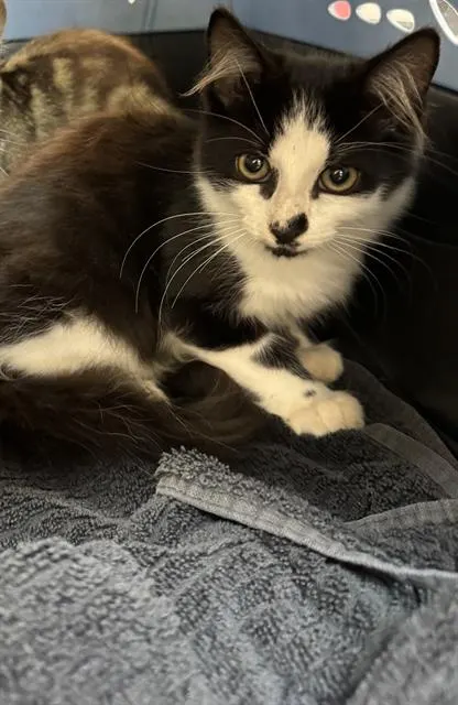 Adoptable Cat