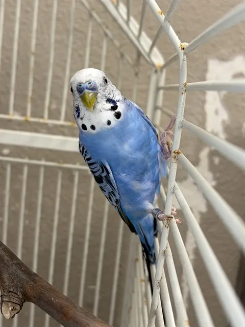 Bluey