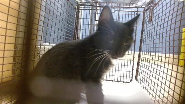 Kitty