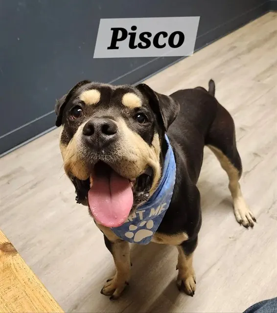 Pisco