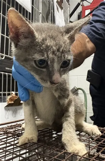 Adoptable Cat