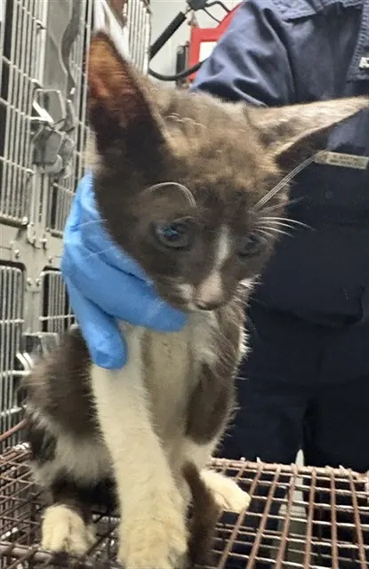 Adoptable Cat