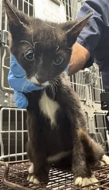 Adoptable Cat