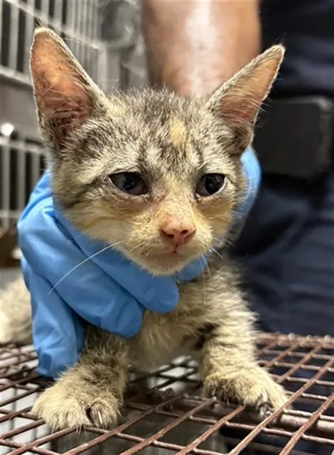 Adoptable Cat
