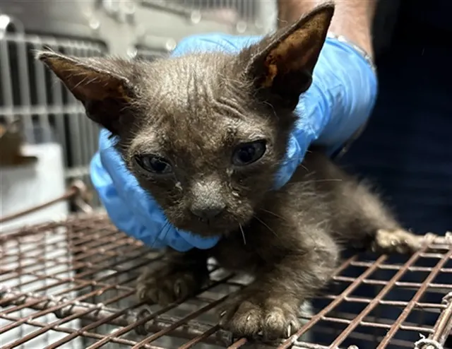 Adoptable Cat