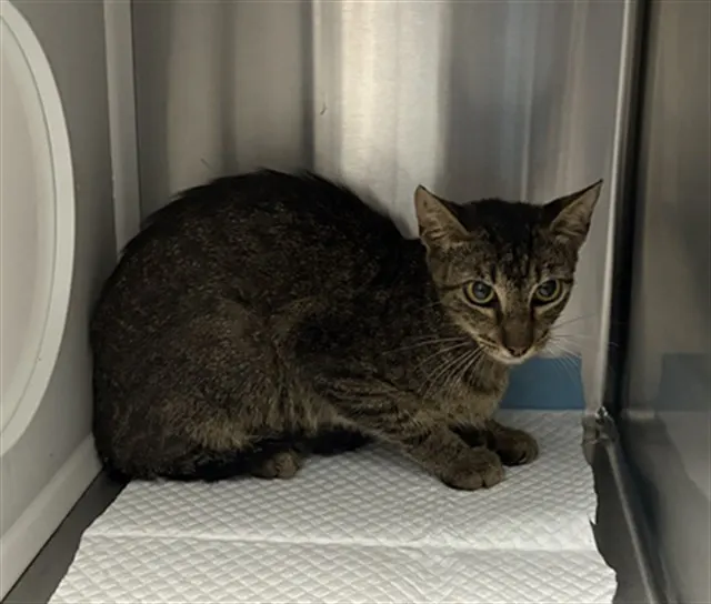 Adoptable Cat