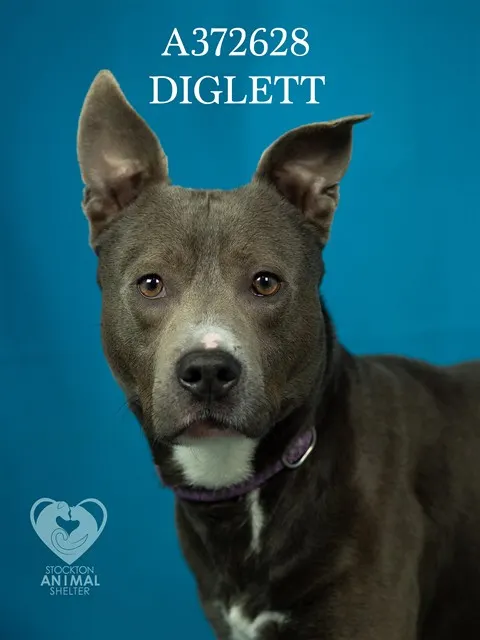 Diglett