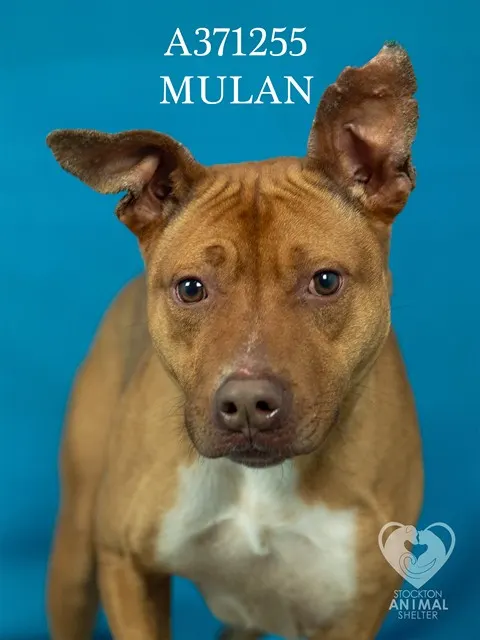 Mulan