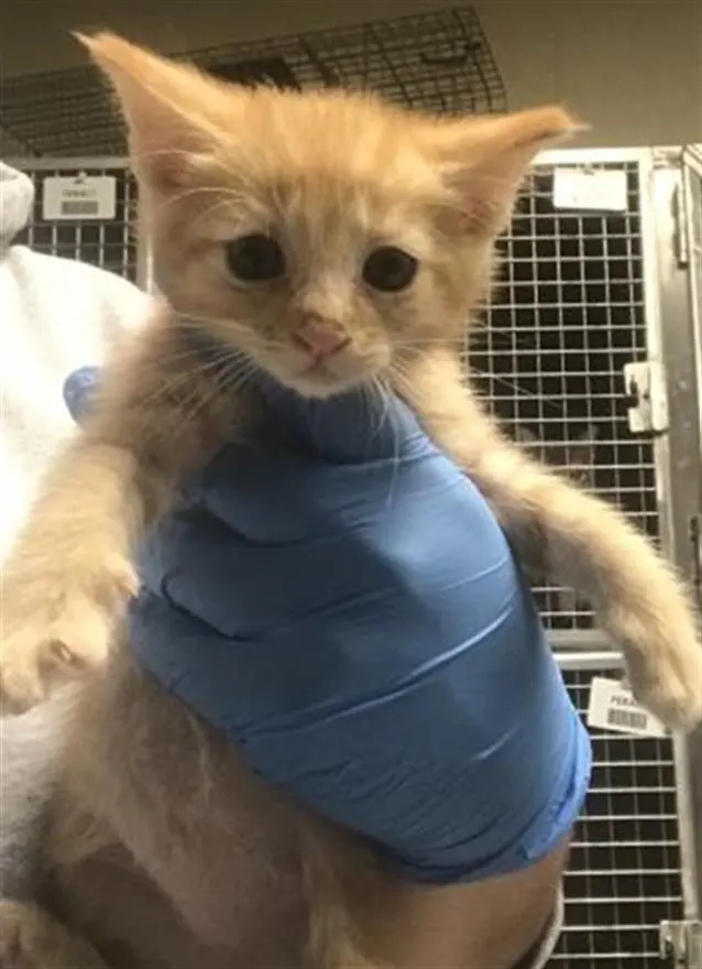 Adoptable Cat