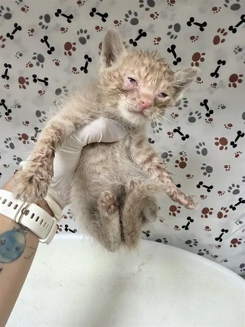 Bam Bam