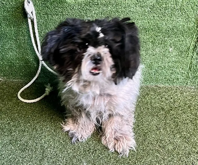Adoptable Dog
