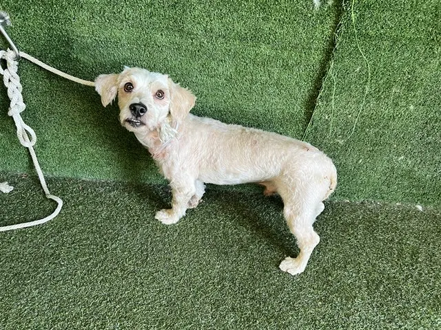 Adoptable Dog