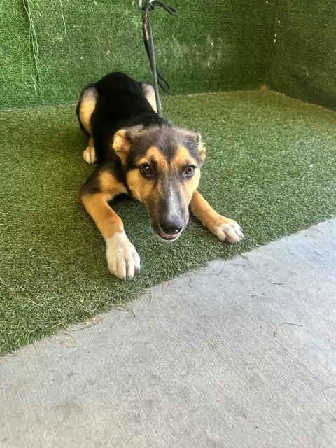 Adoptable Dog