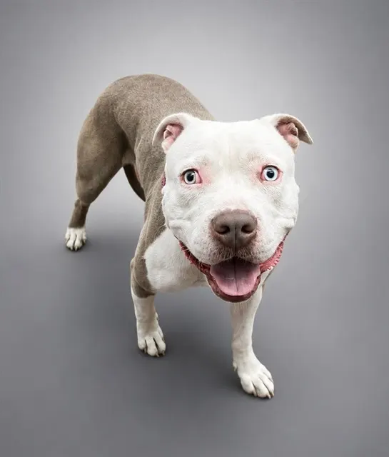 Adoptable Dog