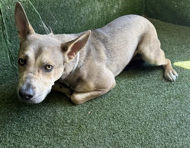Adoptable Dog