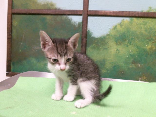 Charlie