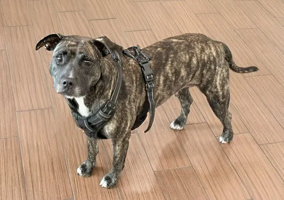 Stray Not Available