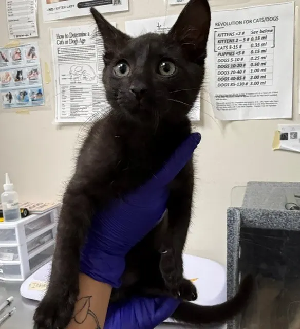 Adoptable Cat