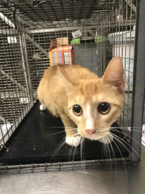 Adoptable Cat