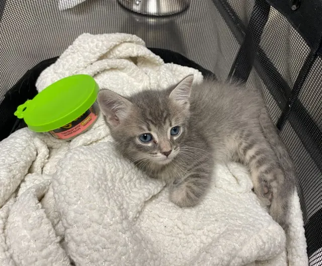 Adoptable Cat