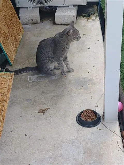 Adoptable Cat