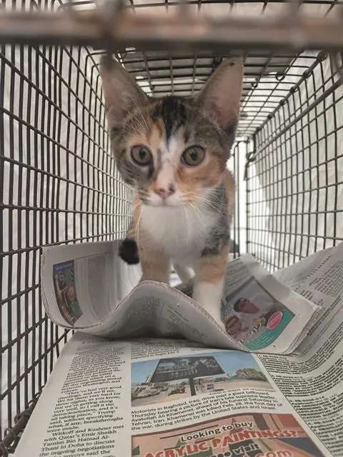 Adoptable Cat