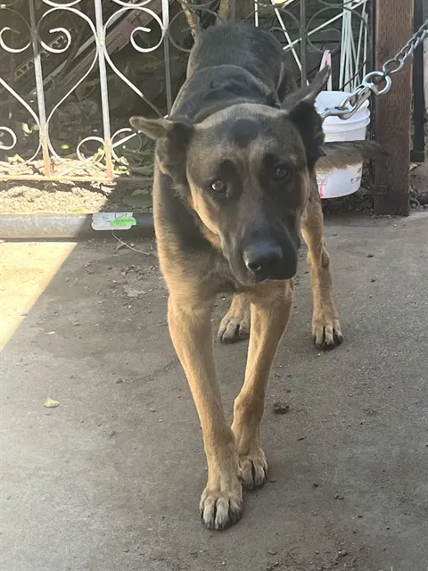 Max