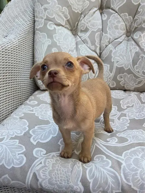 Chloe