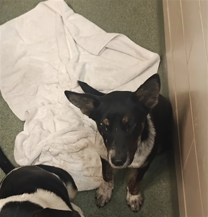 Adoptable Dog