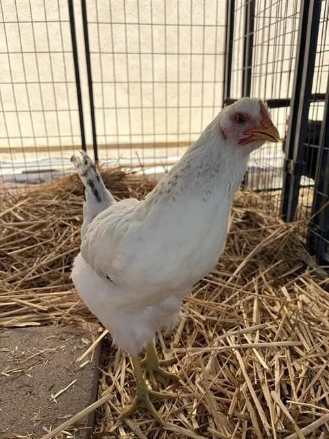Blanca
