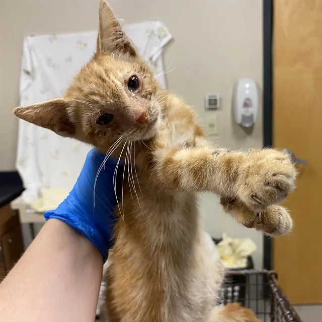 Adoptable Cat