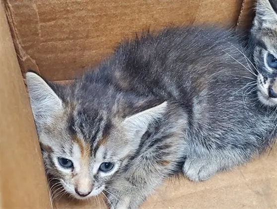 Adoptable Cat