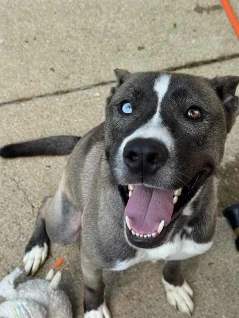 Bubba