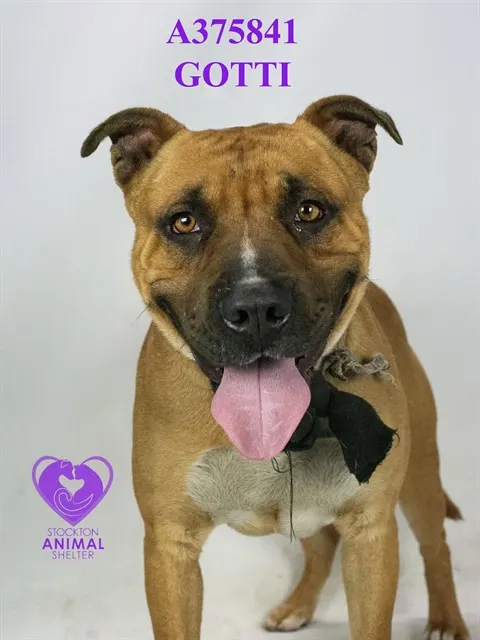 Gotti