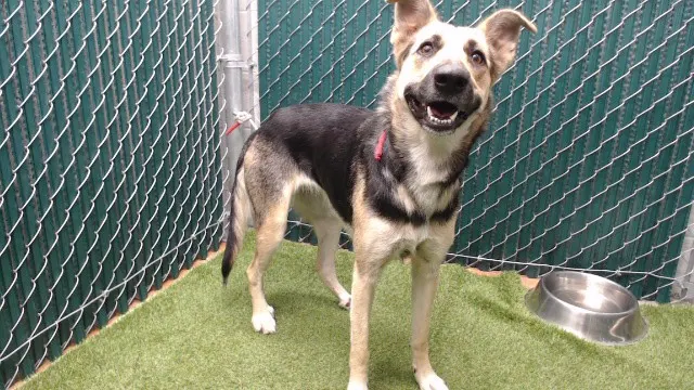 Adoptable Dog