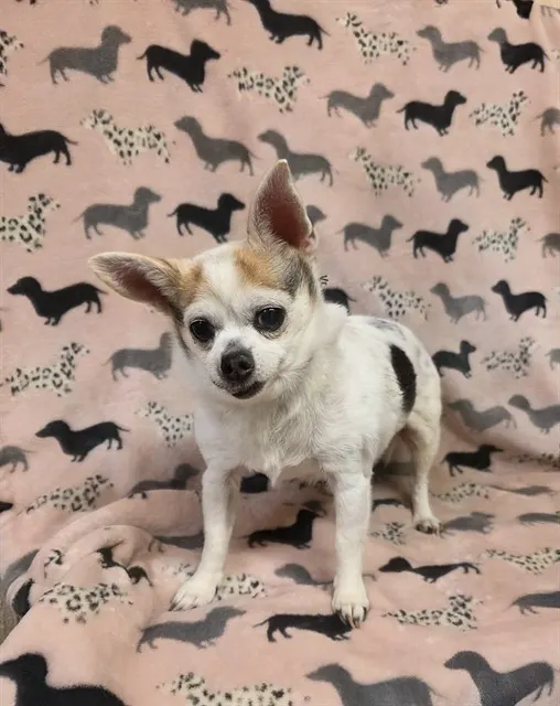 Charlie
