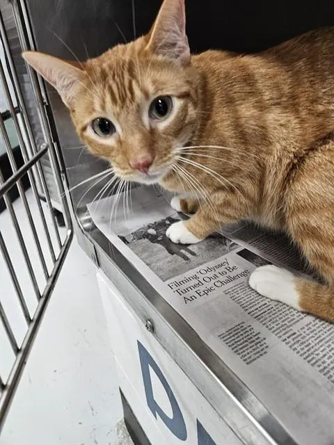 Tigger