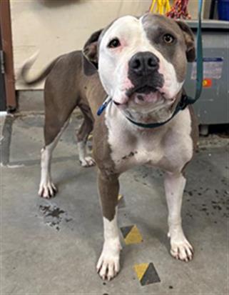 Adoptable Dog