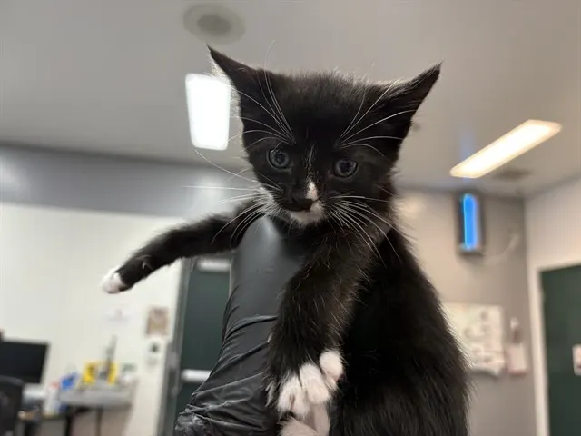 Adoptable Cat