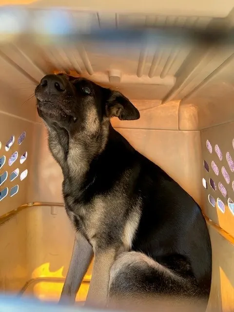 Adoptable Dog