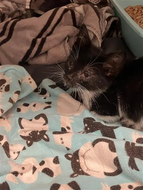 Adoptable Cat