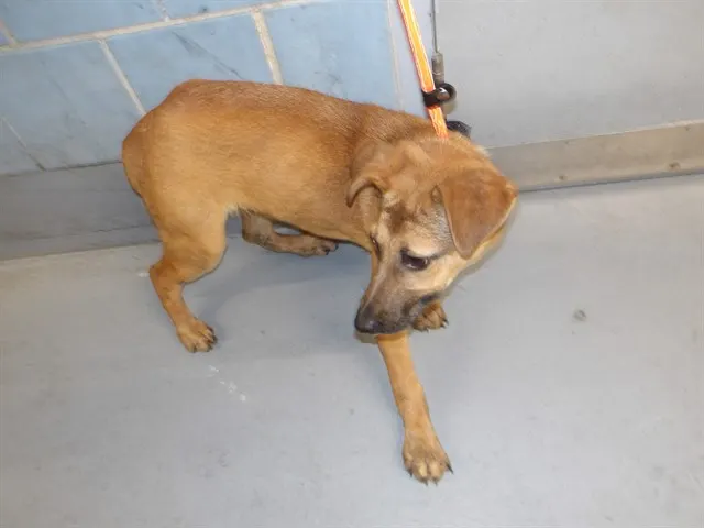 Adoptable Dog