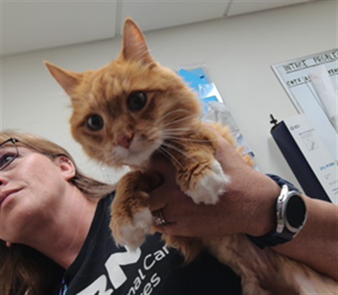Mufasa